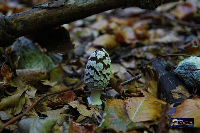 amanita phalloides.JPG